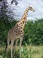 girafe 21